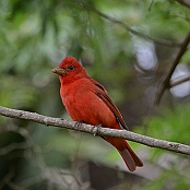 Summer Tanager, South Padre Island, Texas